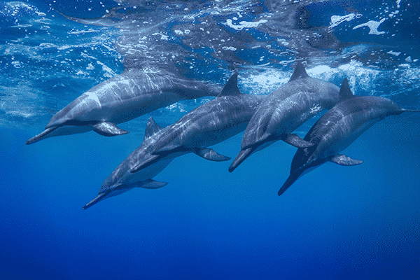 Sea-Paradise-Morning-Snorkel-Tour-in-Kailua-Kona-Hawaii